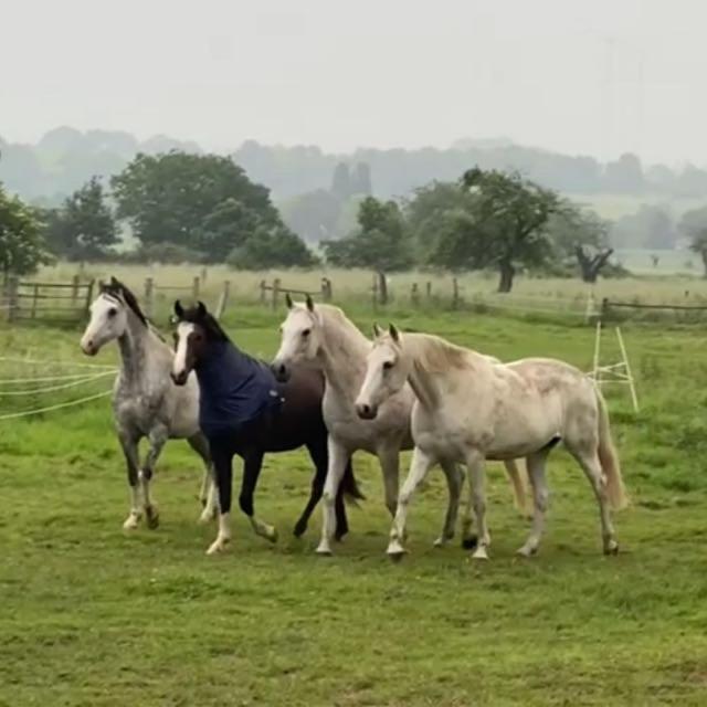 Gaestehaus White Horse Diedersen Coppenbrugge Екстер'єр фото