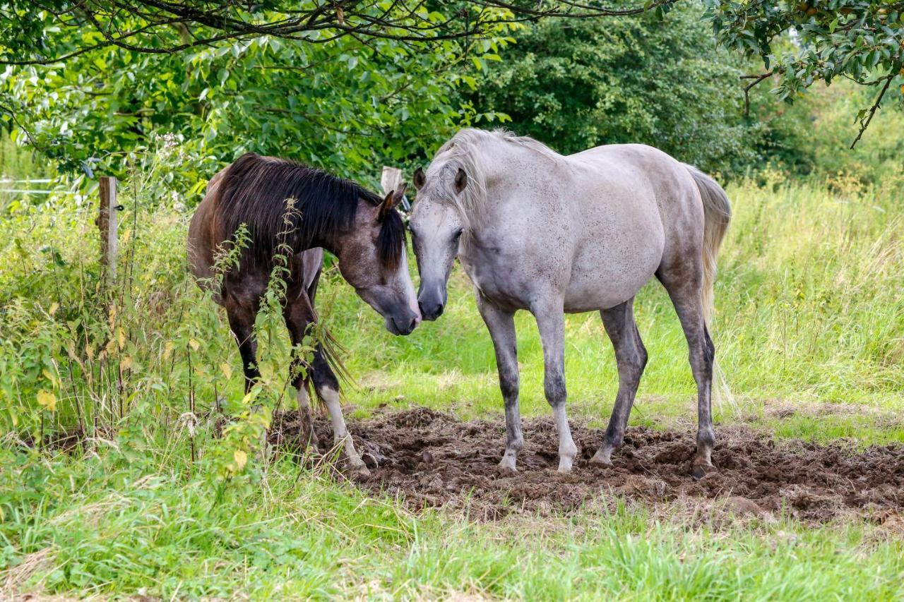 Gaestehaus White Horse Diedersen Coppenbrugge Екстер'єр фото